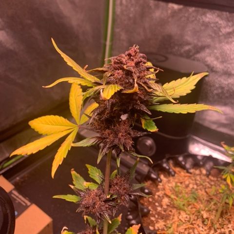 Bloody Skunk Auto growlog timeline photo
