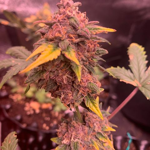 Purple Punch Auto growlog timeline photo