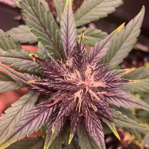 Bloody Skunk Auto growlog timeline photo