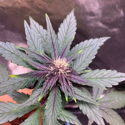 Bloody Skunk Auto growlog timeline photo