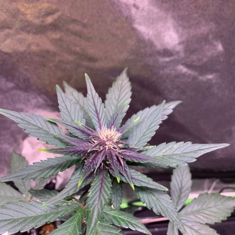 Bloody Skunk Auto growlog timeline photo