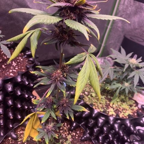 Bloody Skunk Auto growlog timeline photo