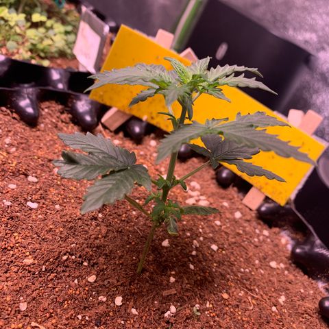 Purple Punch Auto growlog timeline photo