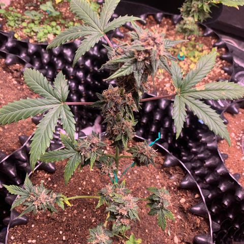 Purple Punch Auto growlog timeline photo