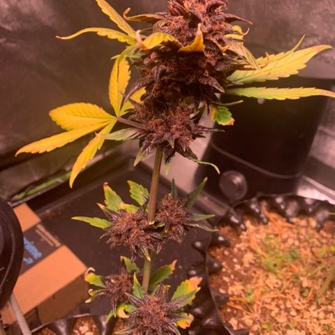 Bloody Skunk Auto growlog timeline photo