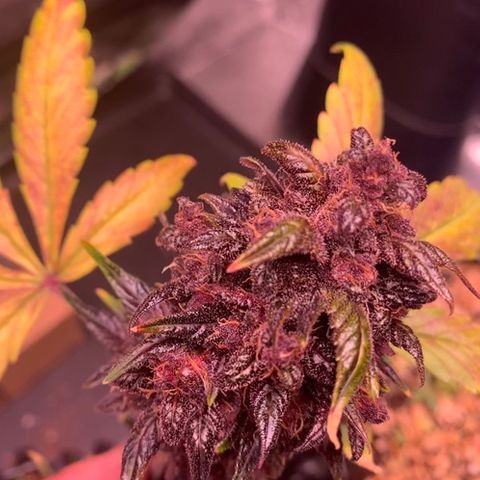 Bloody Skunk Auto growlog timeline photo