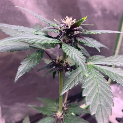 Bloody Skunk Auto growlog timeline photo