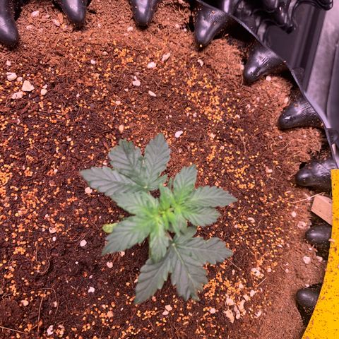 Purple Punch Auto growlog timeline photo