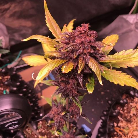 Bloody Skunk Auto growlog timeline photo