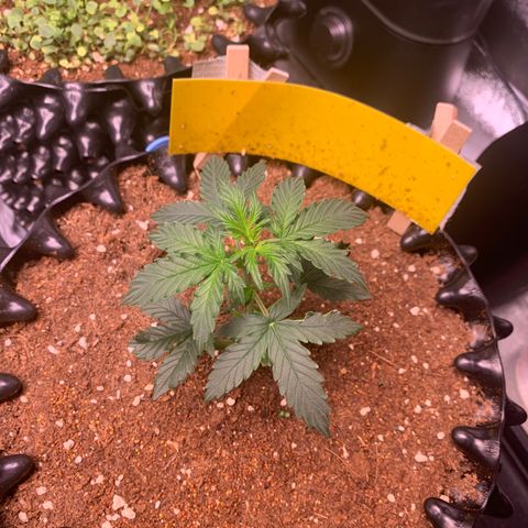 Purple Punch Auto growlog timeline photo