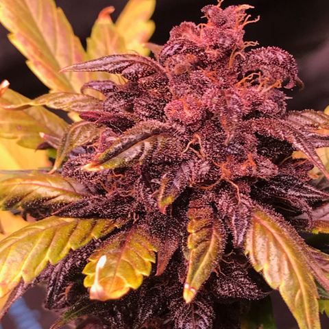 Bloody Skunk Auto growlog timeline photo