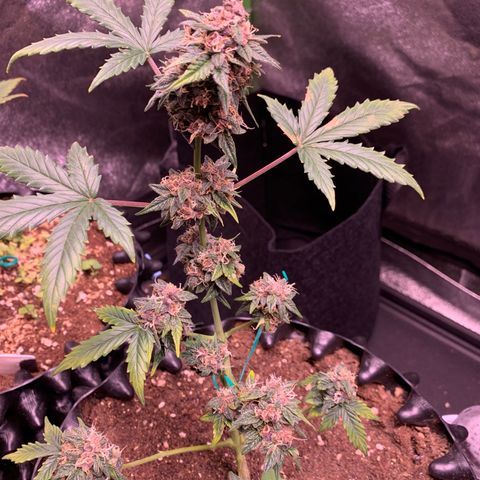 Purple Punch Auto growlog timeline photo