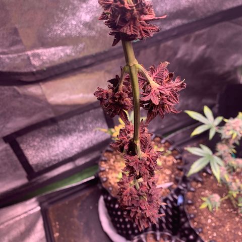 Bloody Skunk Auto growlog timeline photo