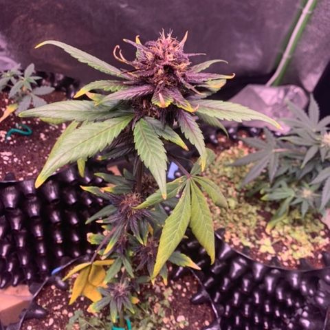 Bloody Skunk Auto growlog timeline photo
