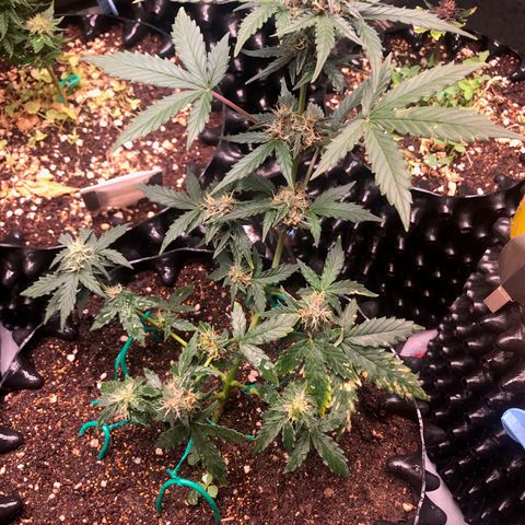 Purple Punch Auto growlog timeline photo