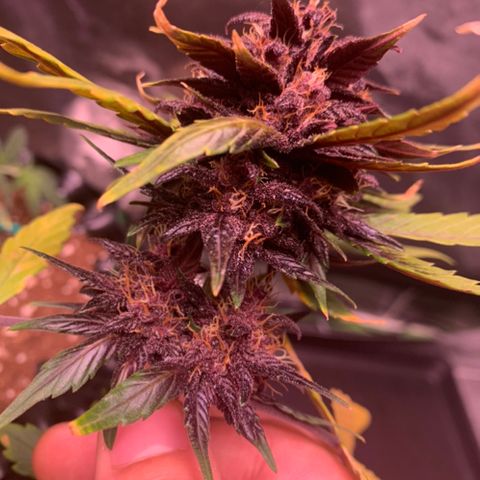 Bloody Skunk Auto growlog timeline photo