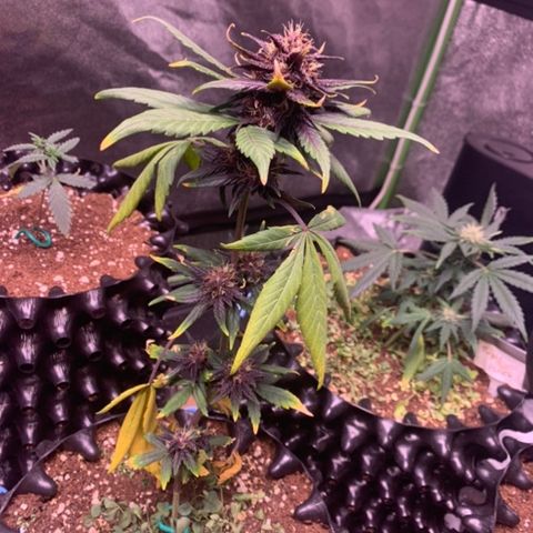 Bloody Skunk Auto growlog timeline photo