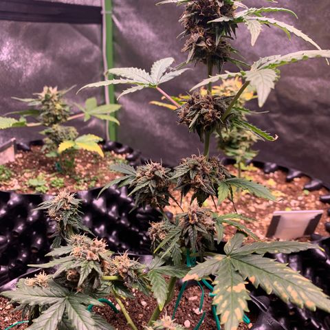 Purple Punch Auto growlog timeline photo