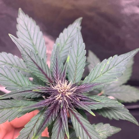 Bloody Skunk Auto growlog timeline photo