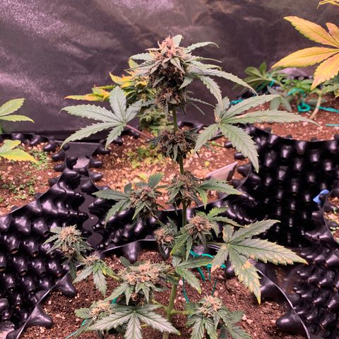 Purple Punch Auto growlog timeline photo