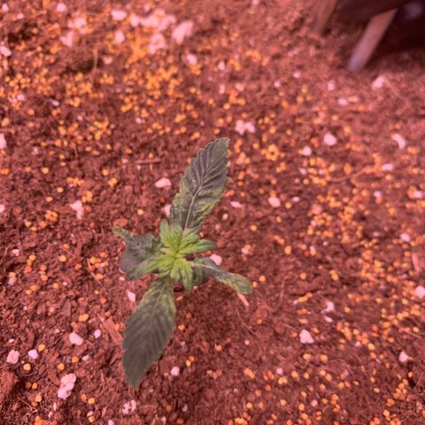 Purple Punch Auto growlog timeline photo