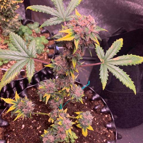 Purple Punch Auto growlog timeline photo