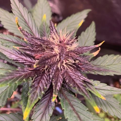Bloody Skunk Auto growlog timeline photo