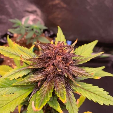 Bloody Skunk Auto growlog timeline photo