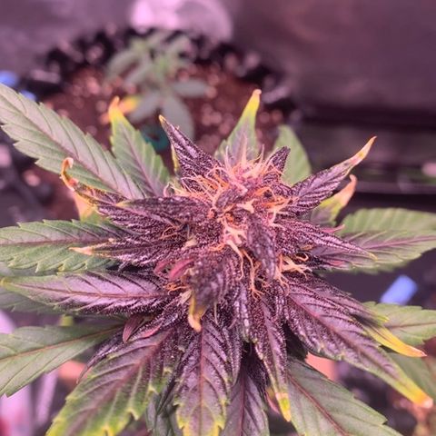 Bloody Skunk Auto growlog timeline photo