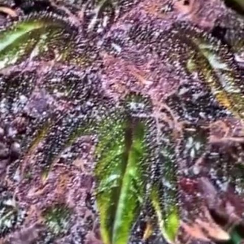 Bloody Skunk Auto growlog photo: Put in dark period before harvest 