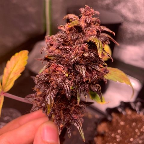 Bloody Skunk Auto growlog timeline photo