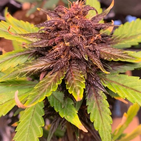 Bloody Skunk Auto growlog timeline photo