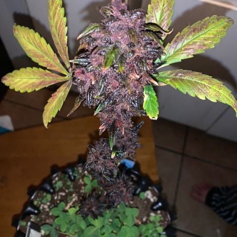 Bloody Skunk Auto growlog photo: Put in dark period before harvest 