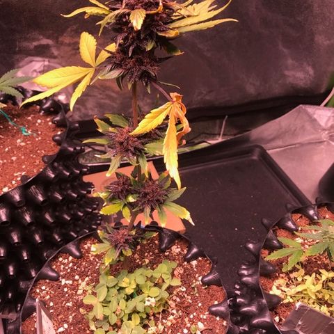Bloody Skunk Auto growlog timeline photo