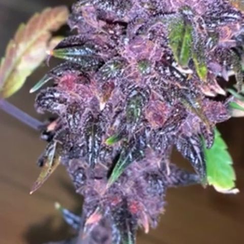 Bloody Skunk Auto growlog photo: Put in dark period before harvest 