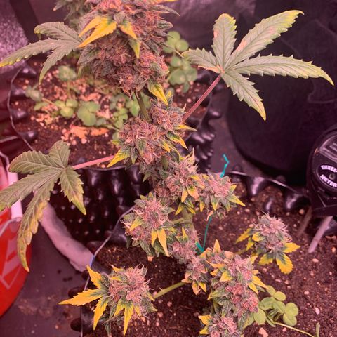 Purple Punch Auto growlog timeline photo