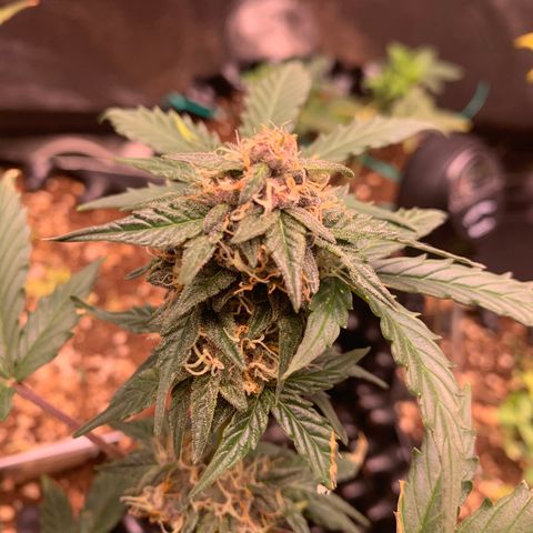 Purple Punch Auto growlog timeline photo