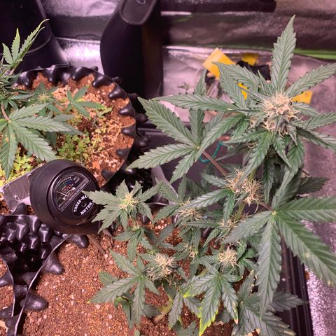 Purple Punch Auto growlog timeline photo
