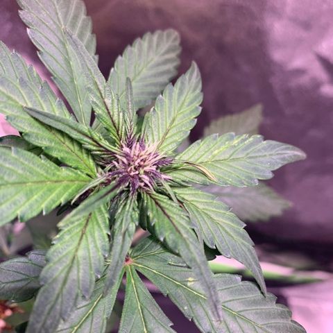 Bloody Skunk Auto growlog timeline photo