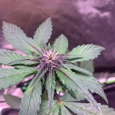 Bloody Skunk Auto growlog timeline photo