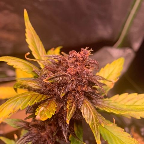 Bloody Skunk Auto growlog timeline photo