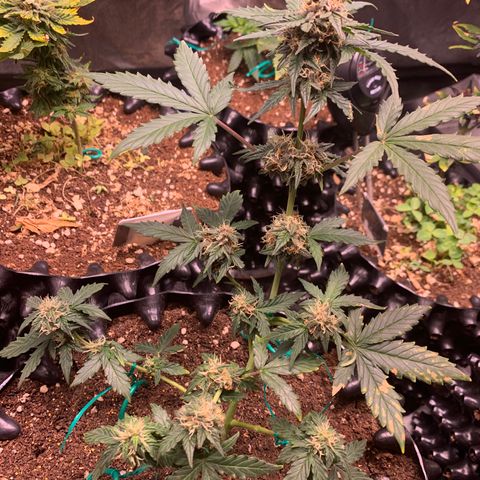 Purple Punch Auto growlog timeline photo