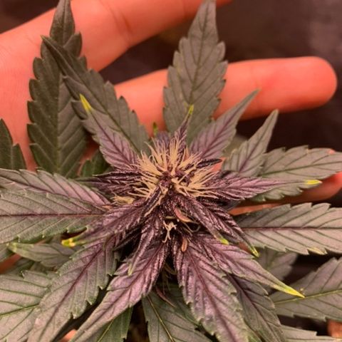 Bloody Skunk Auto growlog timeline photo