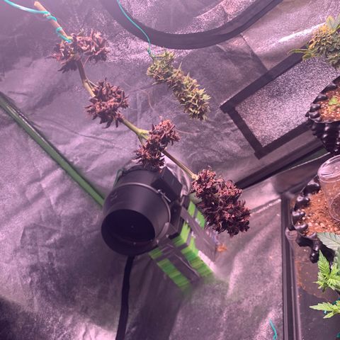 Bloody Skunk Auto growlog timeline photo