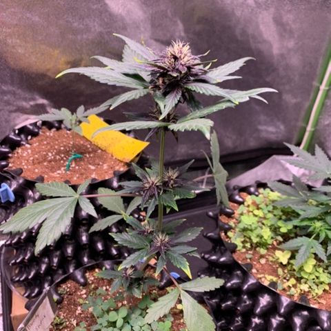 Bloody Skunk Auto growlog timeline photo