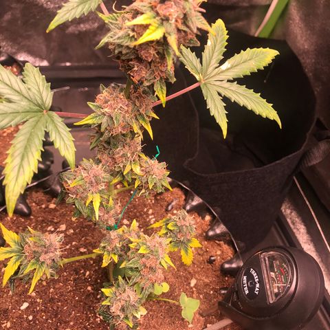 Purple Punch Auto growlog timeline photo