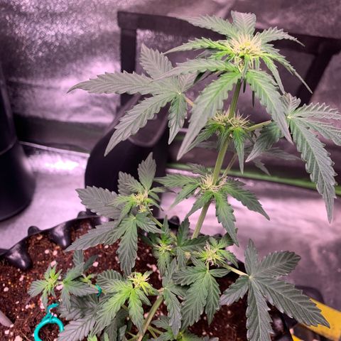 Purple Punch Auto growlog timeline photo