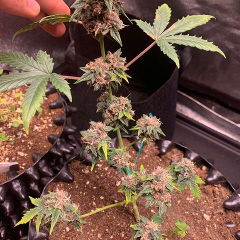 Purple Punch Auto growlog timeline photo