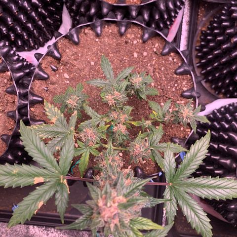 Purple Punch Auto growlog timeline photo