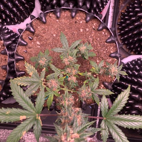 Purple Punch Auto growlog timeline photo